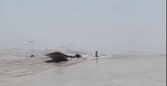Rescatan a manada de elefantes arrastrada por las poderosas inundaciones en Nepal  