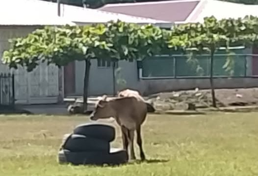 Denuncian que dueños de ternera la dejan todo el día bajo el sol y sin agua para beber