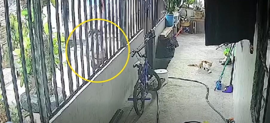 Captan a mujer arrojando “bocado” para acabar con la vida de las mascotas en una vivienda