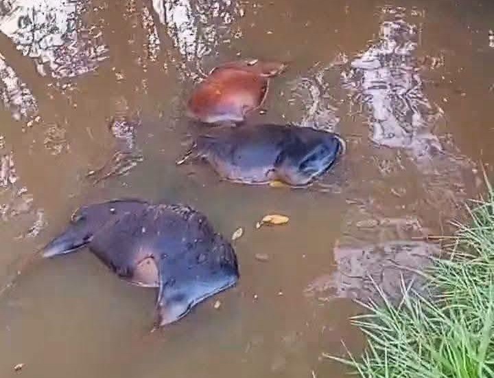 Encuentran 3 terneros ahogados en la Barra de Santiago