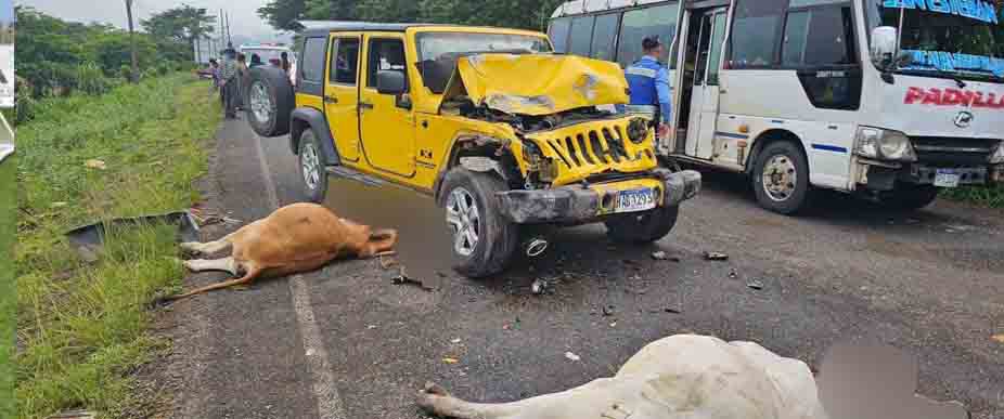 HONDURAS: conductora atropella a dos vacas y las deja sin vida en Olancho