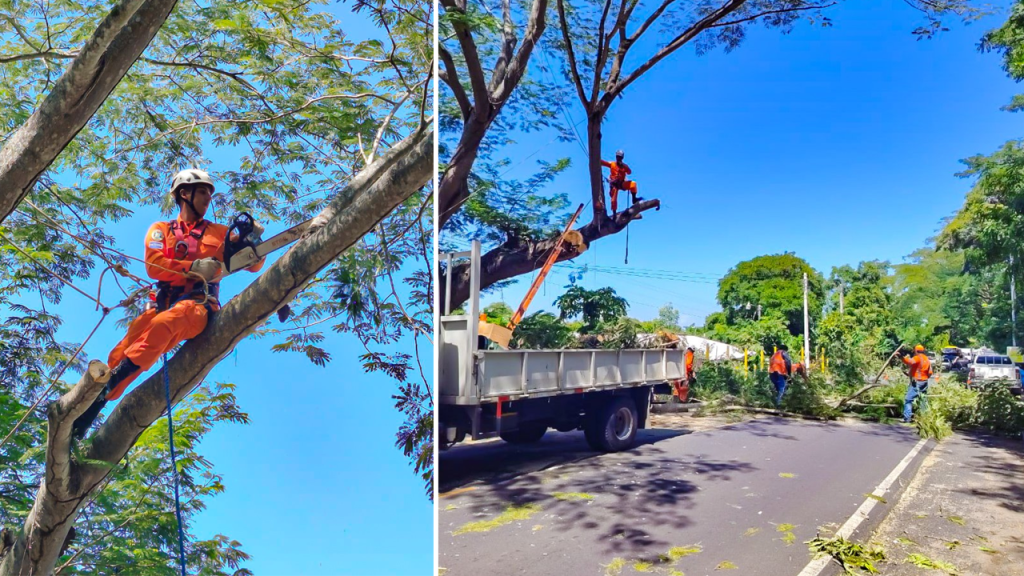 Podan árbol que representaba un riesgo para peatones y conductores