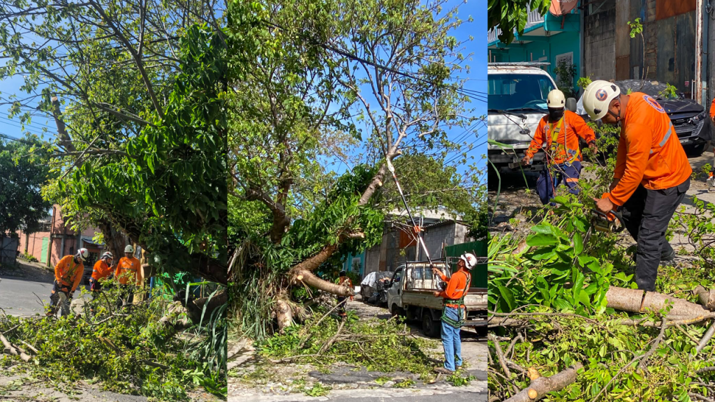 Atienden caída de árbol en una colonia de Mejicanos