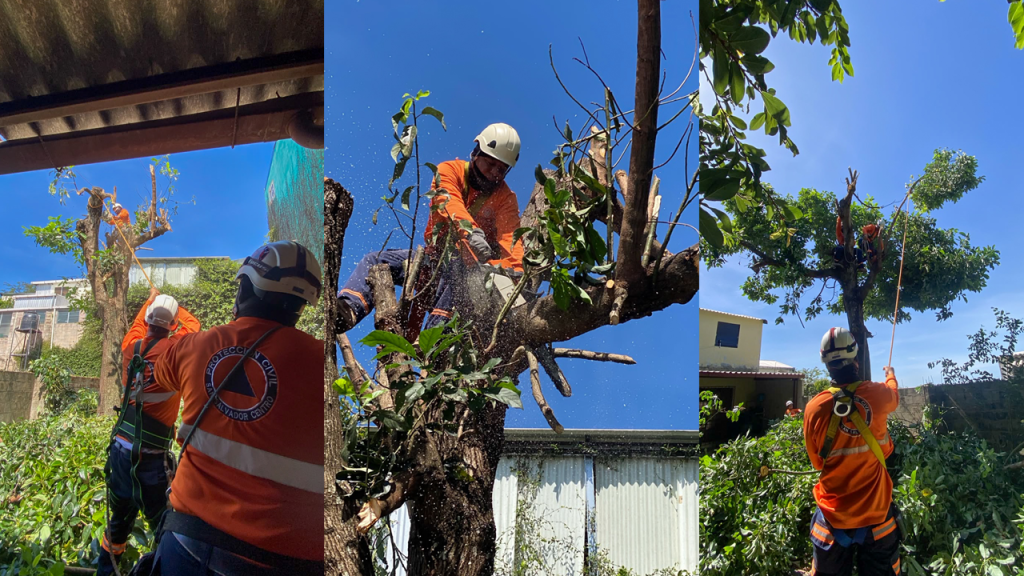 Talan árbol de gran tamaño que representaba un riesgo para familias de Mejicanos