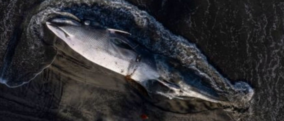 México: encuentran sin vida a una ballena de 12 metros de largo en la playa de Tijuana