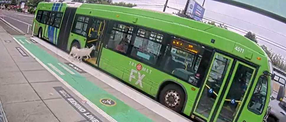 Dos cabras abordan un autobús público en Portland y el momento se ha vuelto viral