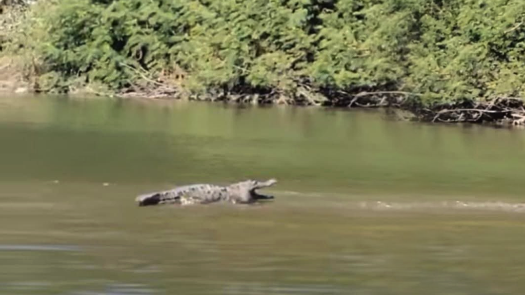 Reportan avistamiento de cocodrilos en aguas del Río Lempa