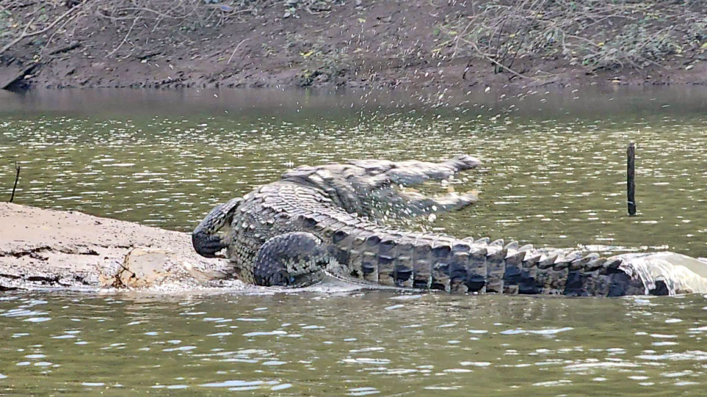 Circulan nuevas imágenes de cocodrilos que se desplazan en aguas del Río Lempa