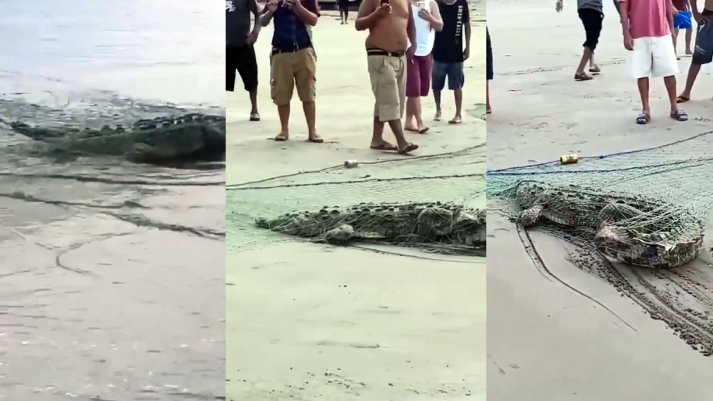 Atrapan a cocodrilo que ponía en peligro a visitantes de la playa El Jagüey, La Unión