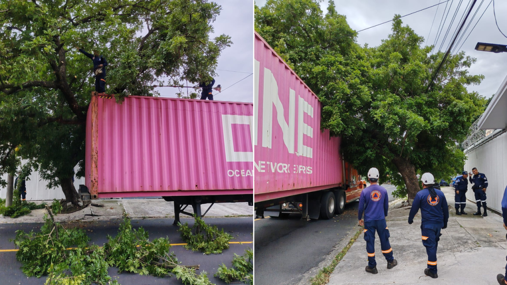 Furgón queda atascado en las ramas de un árbol sobre el bulevar Los Próceres