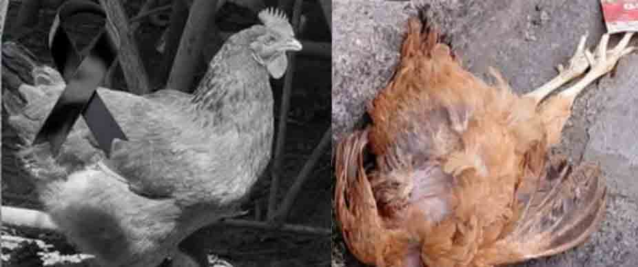 Fallece una gallina tras ser atropellada en Tonacatepeque