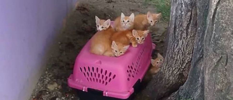 Rescatan gatitos abandonados en el Cafetalón