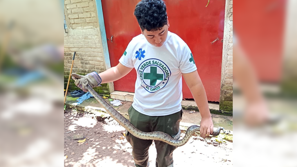Enorme culebra saca un buen susto a una familia de El Congo, Santa Ana