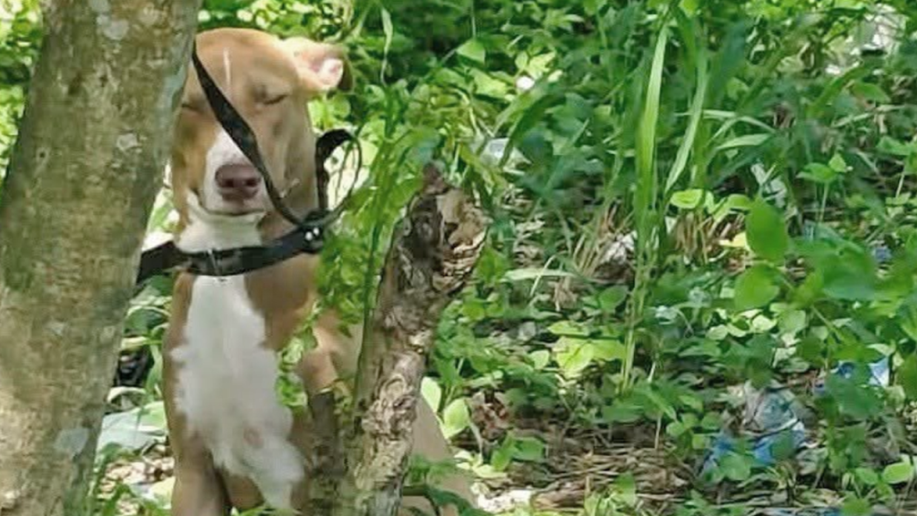 Denuncian a inescrupulosos que abandonaron a una perrita en una zona verde