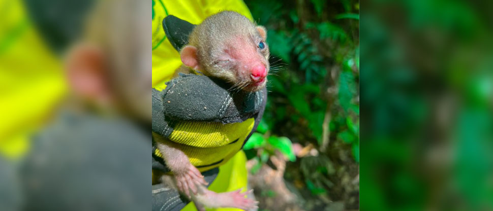 Comandos de Salvamento rescatan un “Mico León” en San Martín