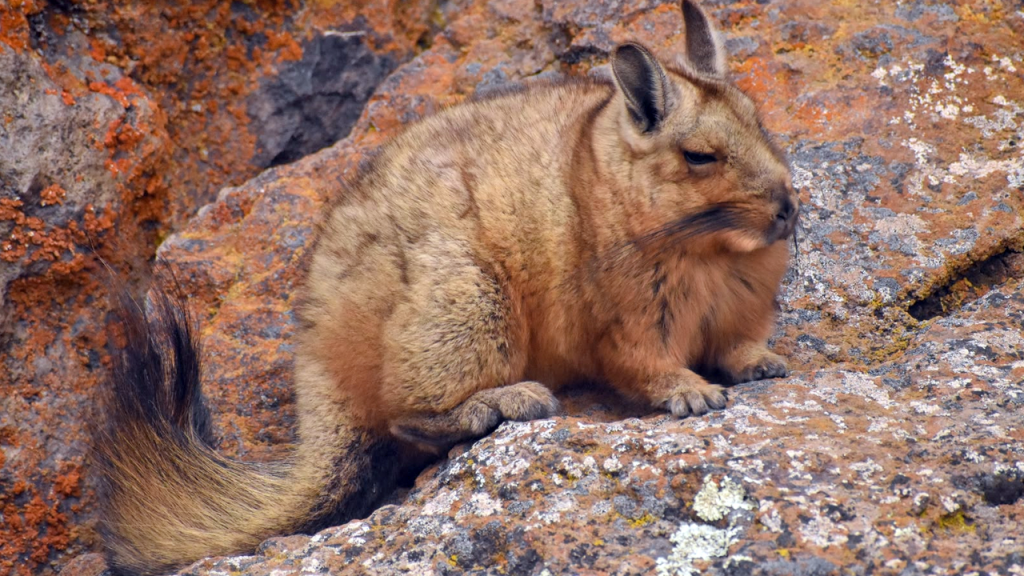 Alertan por la posible extinción de un misterioso animal que habita en la Patagonia