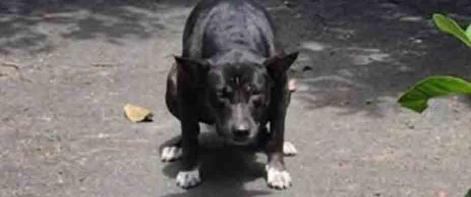 Persona se molesta con perro que defeca hasta 6 veces al día frente a su hogar
