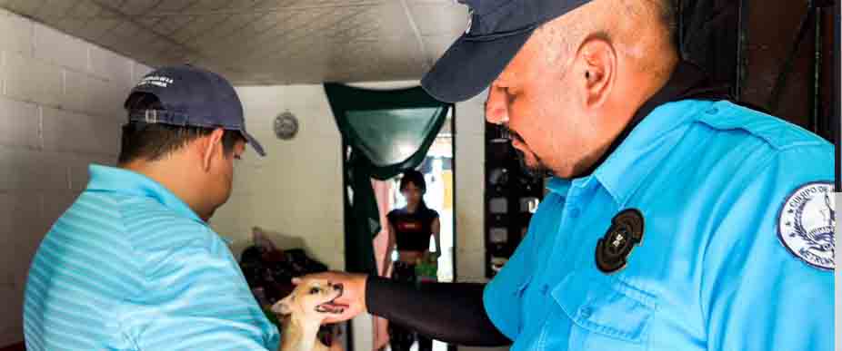 Rescatan a 2 perritos tras recibir maltrato de sus dueños en San Salvador