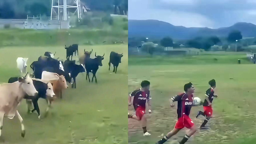 El momento cuando un tropel de vacas irrumpe un partido de fútbol amateur en Michoacán