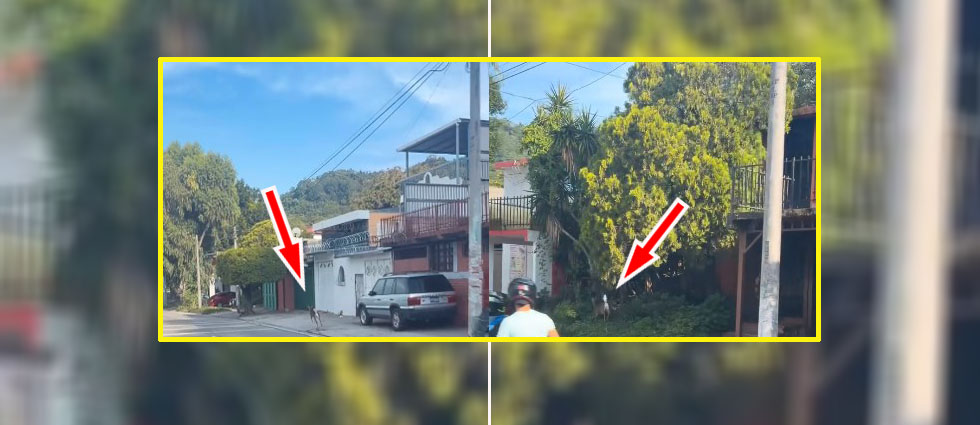 Reportan avistamiento de venado en zona residencial de Santa Tecla