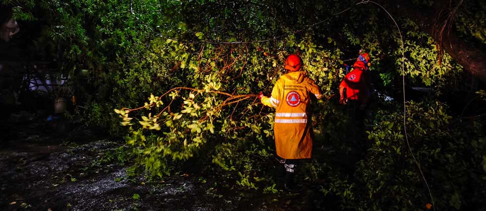 Remueven enorme árbol que cedió ante las lluvias y vientos en colonia de San Miguel
