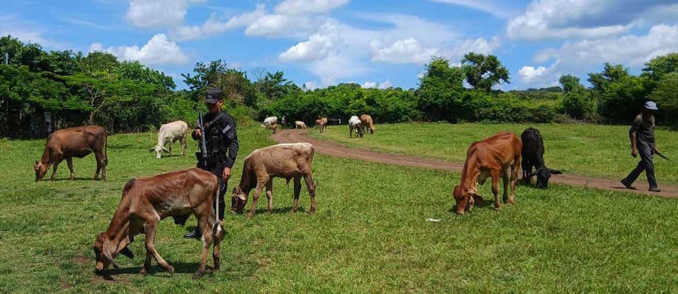 Policía Rural se mantiene desplegada en zonas agrícolas y ganaderas del país