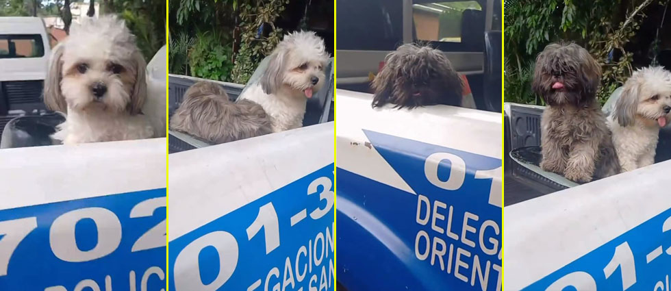 Viralizan a dos perritos tras ser ‘detenidos’ por rebeldes en San Salvador