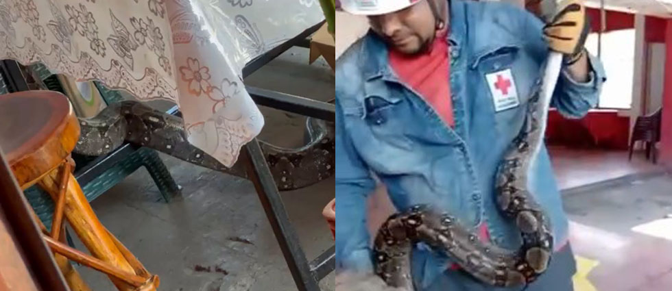 ¡Enorme serpiente provoca susto en mercado de Aguilares!