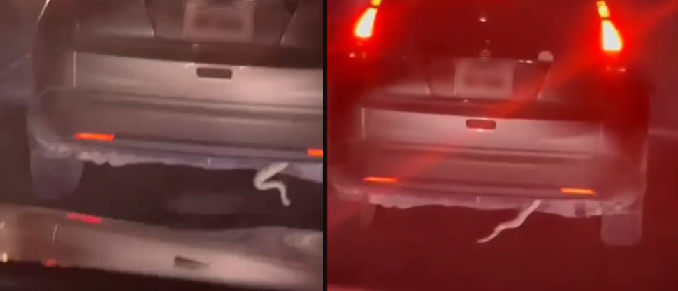 Captan serpiente en la parte trasera de un vehículo en movimiento