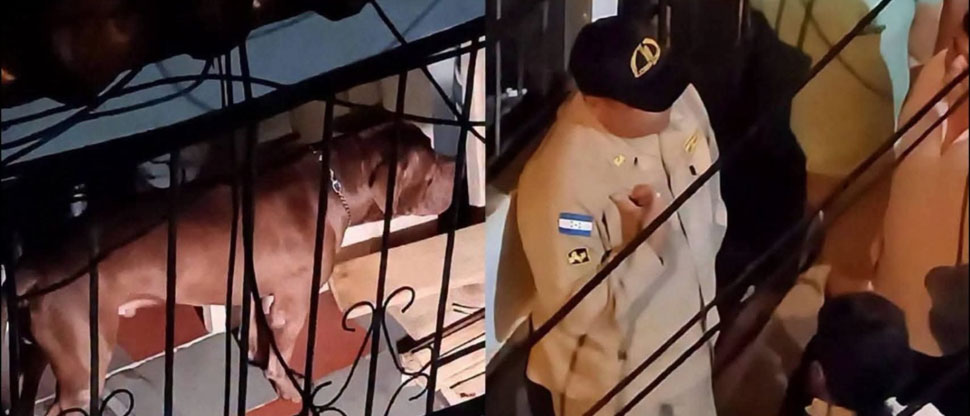 Adulto mayor pierde la vida tras ser mordido varias veces por su perro pitbull
