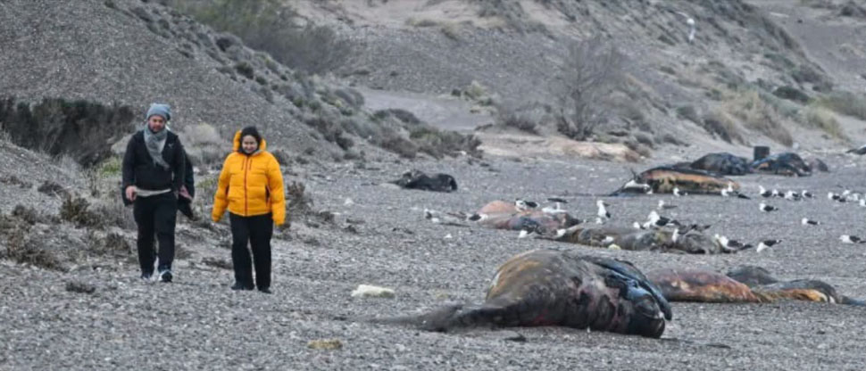 Investigan muerte de cientos de crías de ballenas en costas de Península Valdés, Argentina