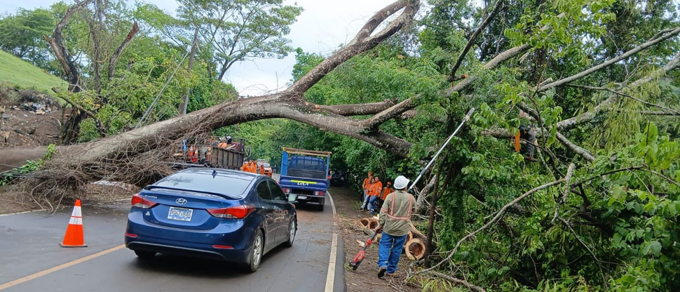 Árbol de gran tamaño se desploma y complica paso vehicular en carretera Panamericana