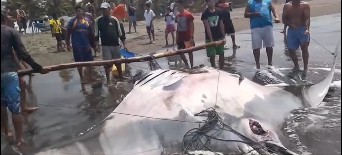 Captura mantarraya gigante en Garita Palmera, Ahuachapán  