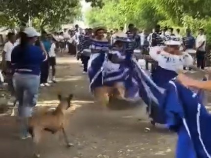 VIDEO: pelea de “firulais” interrumpe desfile cívico en El Espino, Usulután