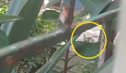 Piden ayuda para un perrito pitbull abandonado en Ciudad Obrera, distrito de Apopa