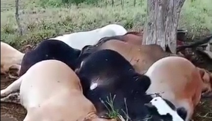 Rayo le quita la vida a 25 vacas que se refugiaban de la lluvia bajo un árbol en Colombia