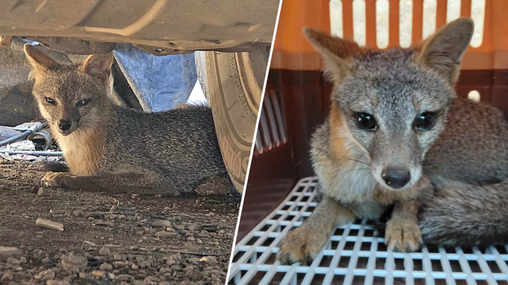 Liberan en una Área Natural Protegida a zorro gris que apareció en un taller en Santa Ana