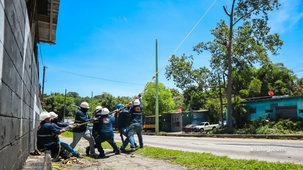 Intervienen árbol de gran altura que representaba un peligro para capitalinos