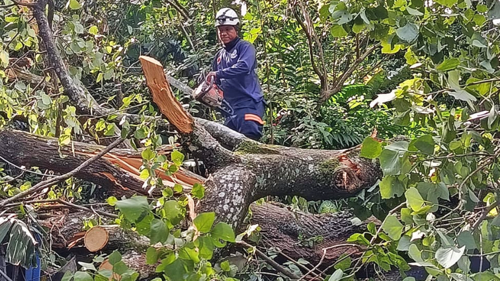 Protección Civil Municipal retira árbol de gran tamaño que cayó sobre una vivienda en Mejicanos