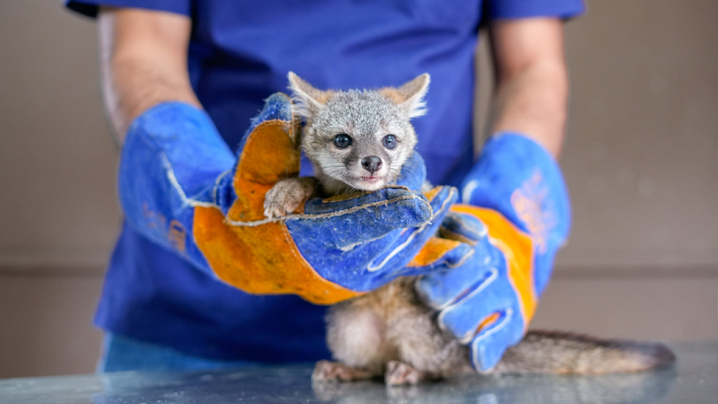 MARN rehabilita a zorro gris que llegó a su clínica veterinaria con apenas un mes de vida