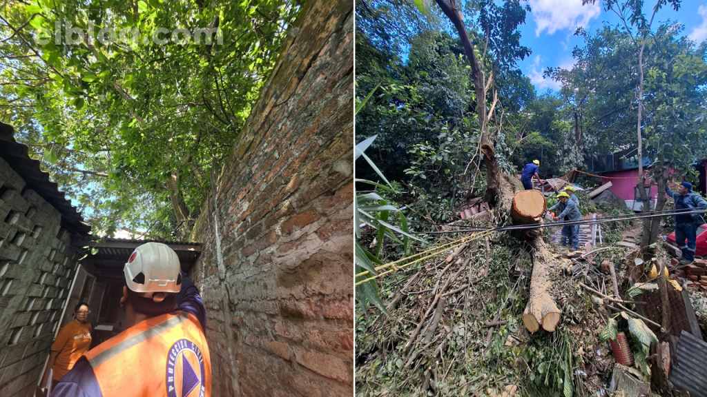 Intervienen árbol caído que representaba riesgo para familias de Mejicanos