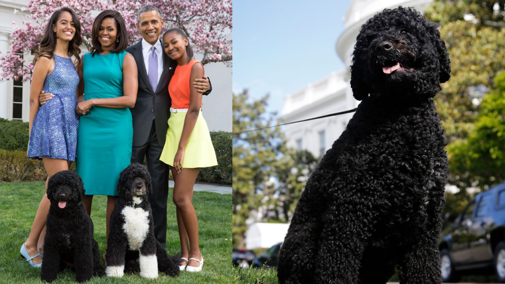Muere, Sunny, la querida perrita de la familia Obama