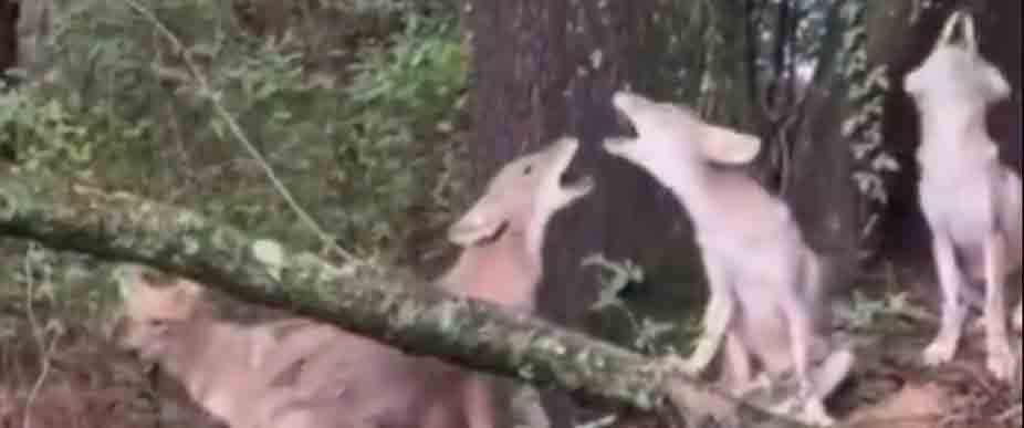 Viralizan manada de coyotes en La Montañona, Chalatenango