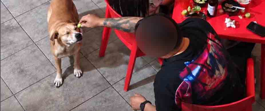 Vetan de por vida a cliente que maltrató a perrito cuando comía en una taquería