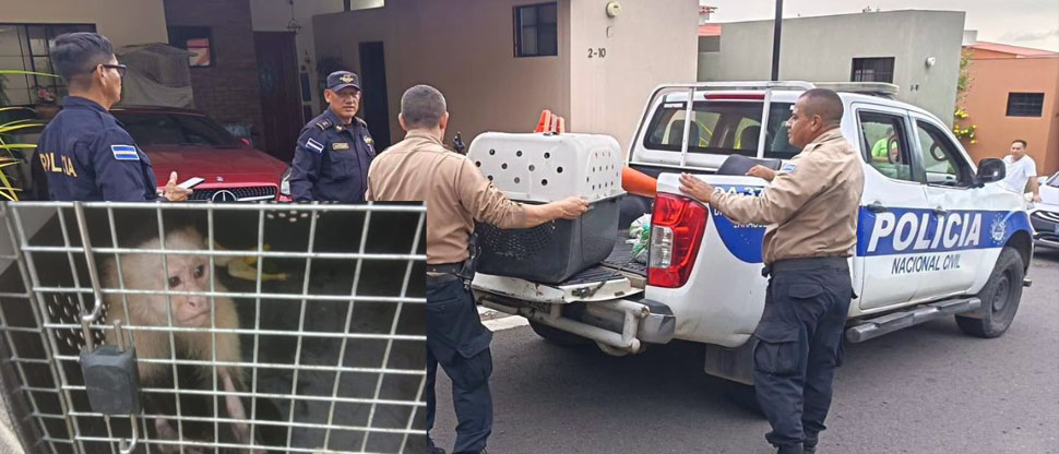 Rescatan mono araña de cara blanca en una residencial de La Libertad