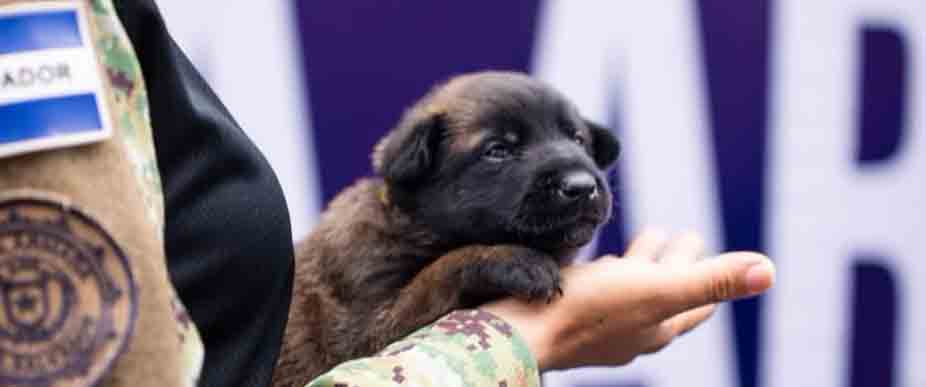 Los peluditos de la unidad K9 de la Fuerza Armada participan en Desfile de Independencia