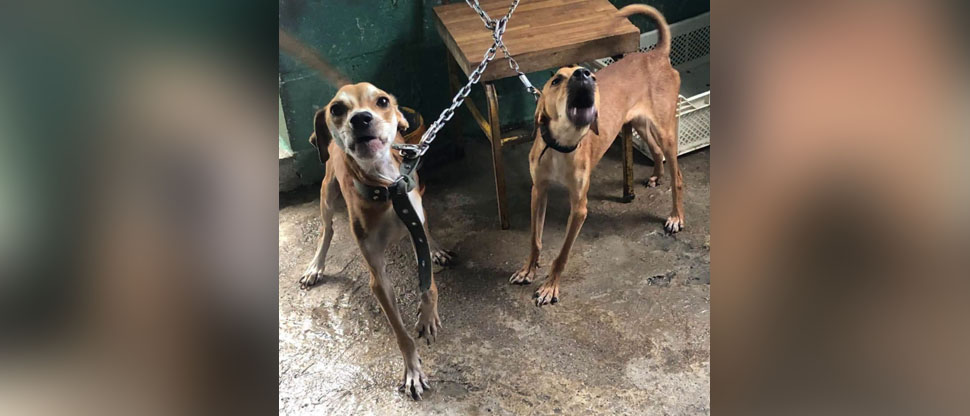 Denuncian abandono de cuatro perritos en Ciudad Delgado y piden que sean rescatados