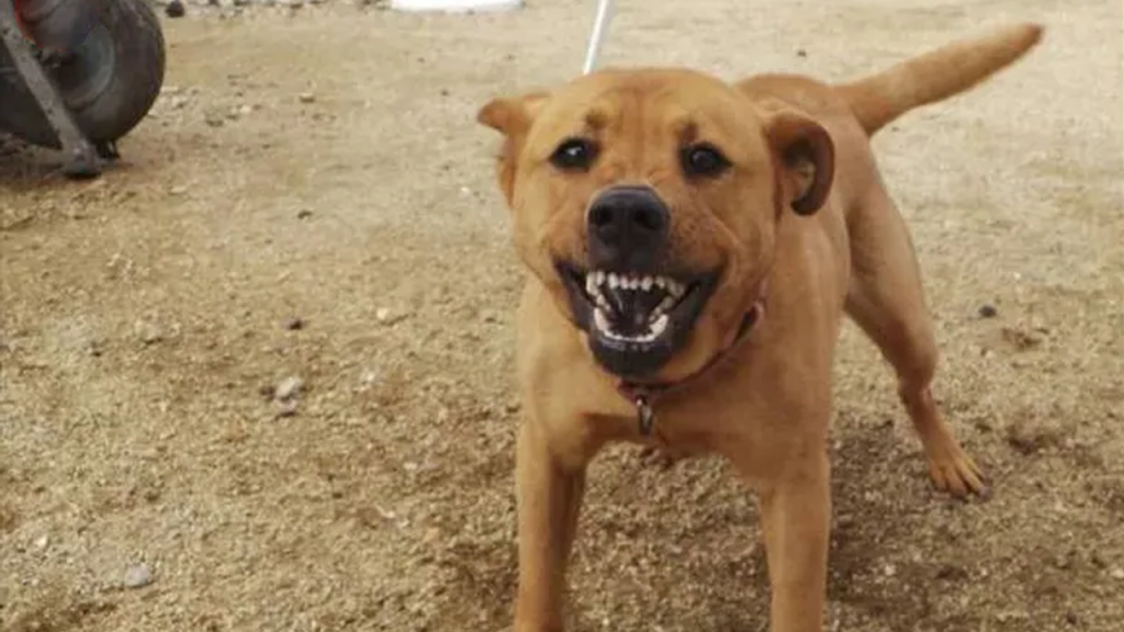 Perro ataca a un hombre y le provoca graves heridas en Sensuntepeque