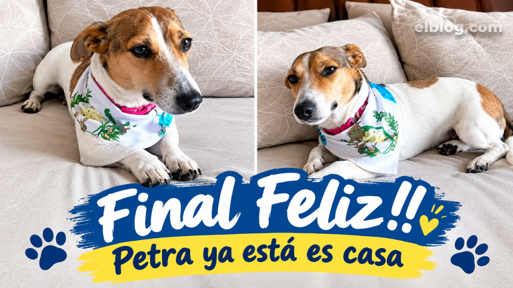 Petra, la perrita que iba dentro de un vehículo robado en Guatemala, ya está en casa
