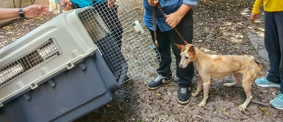 Alcaldía de San Salvador Centro rescata a perrita que permanecía en deplorables condiciones en la Zacamil